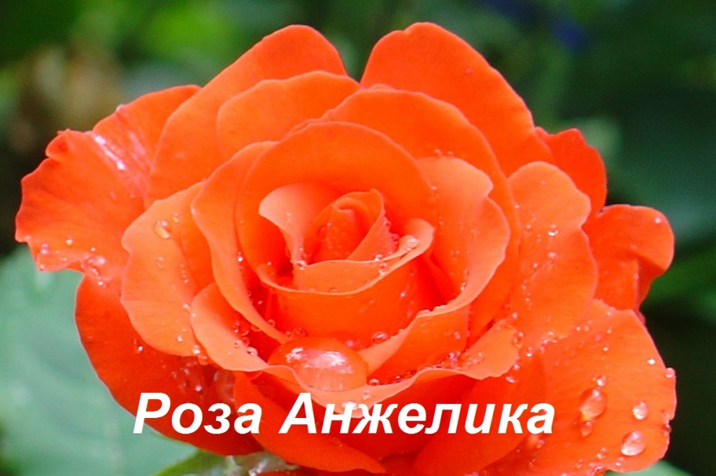 Роза садовая в ассортименте  - укорененные черенки