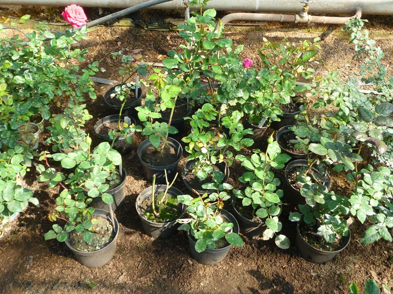 Роза садовая в ассортименте  - укорененные черенки 350