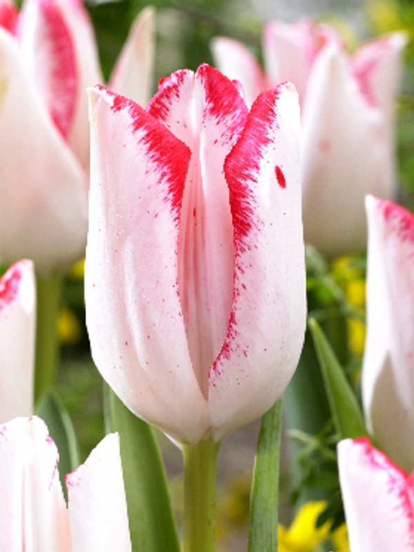 Тюльпан Beautytrend