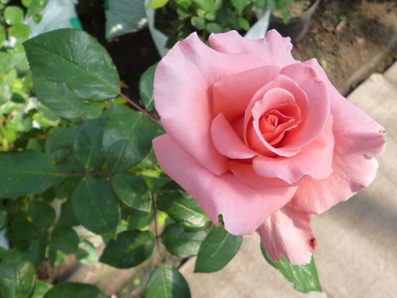 Роза садовая в ассортименте  - корни в сумке 500