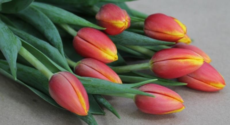 Открыт прием заявок на тюльпаны оптом к 8 марта 2023 года