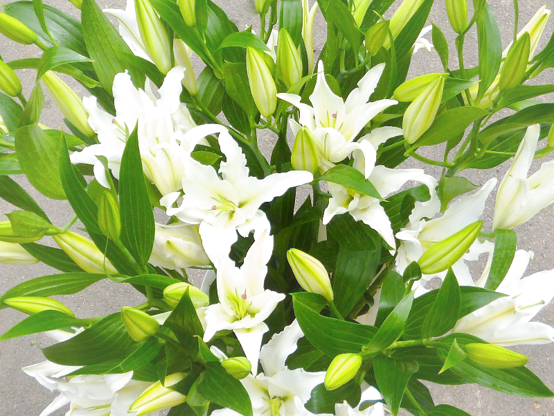 Белые лилии, купить цветы с доставкой в Барнаулы, цветочный магазин АО "Декоративные культуры"
